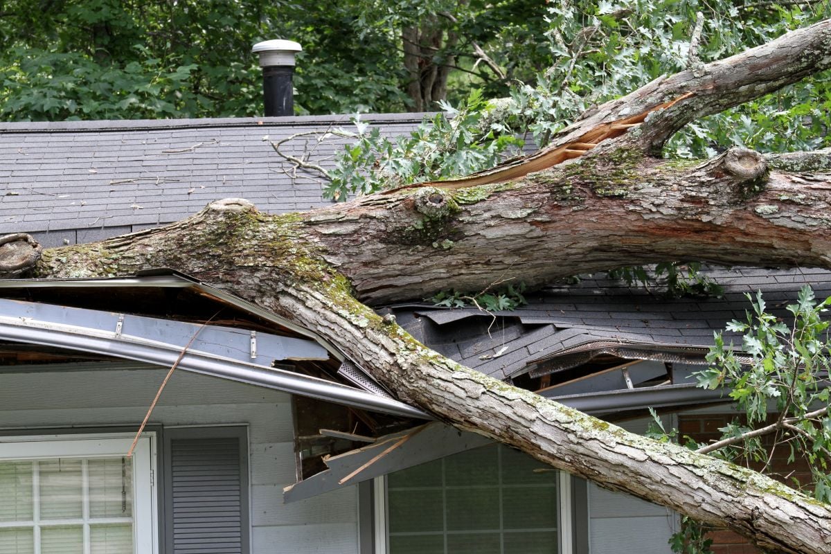 roof insurance claim tree destroyed house