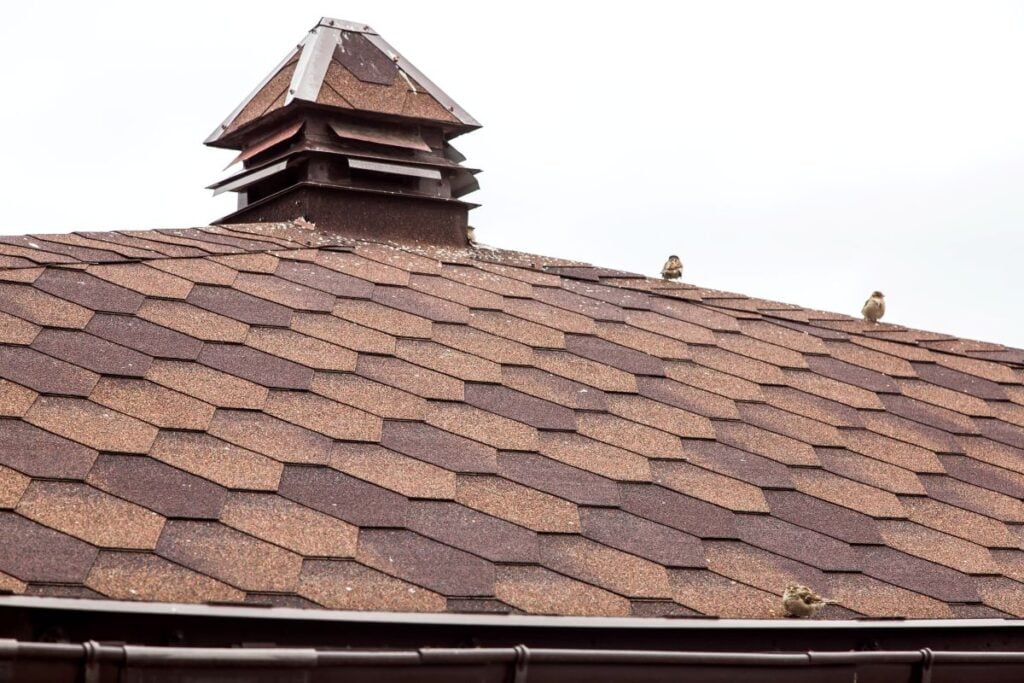 Asphalt shingle roof with brown tones, featuring a vent at the peak and small birds perched on the edge, reflecting durability and aesthetic appeal relevant to roofing considerations in Florida's climate.